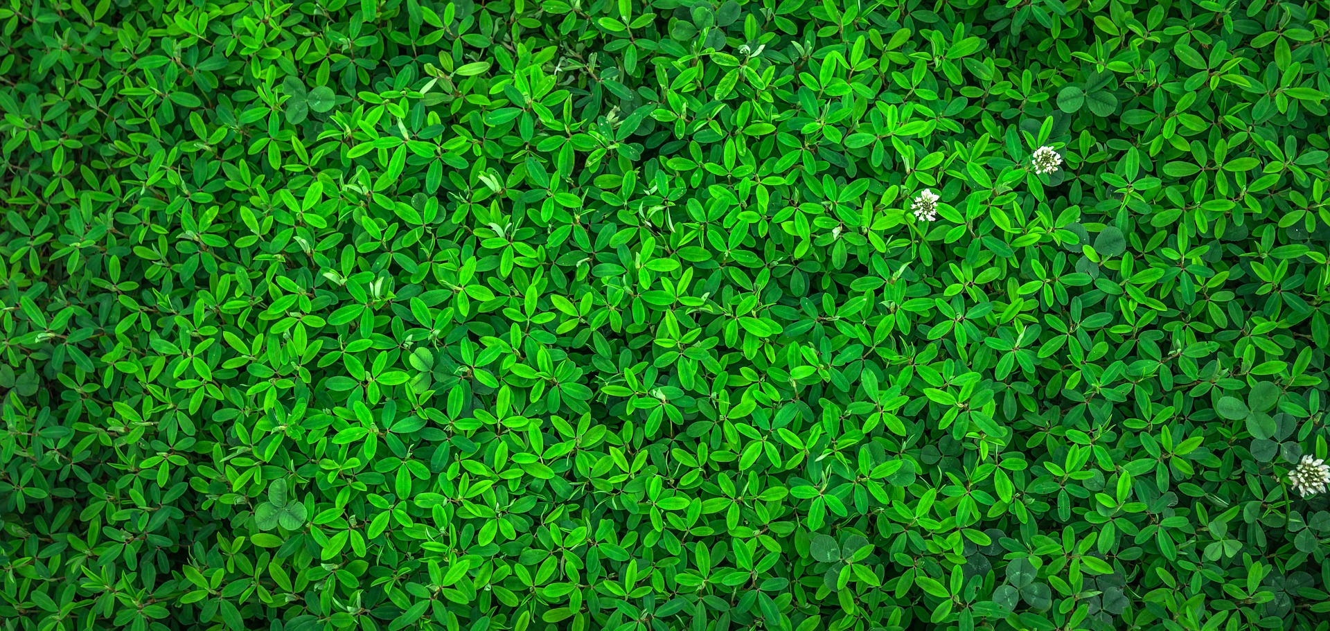 leaf-1498985_1920.jpg