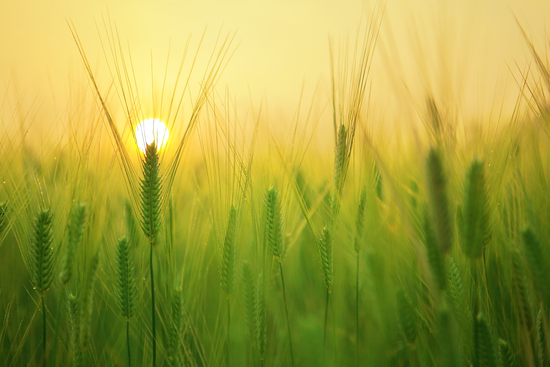 TWIST: the climate is what you eat