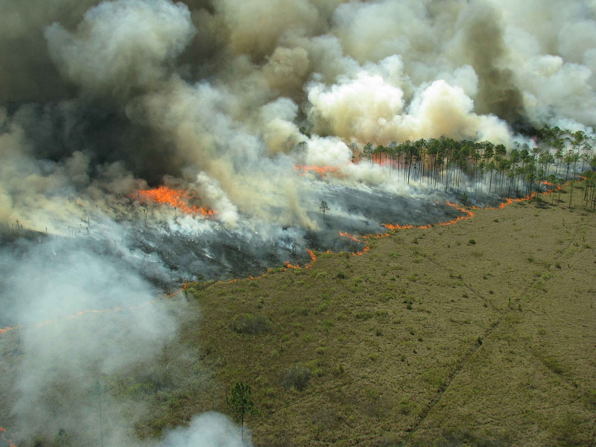 Deforestation